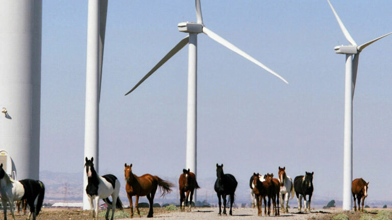 Shiloh wind farm